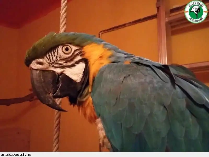 beszélő papagáj eladó