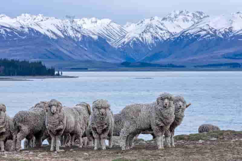 merino gyapjú anyag